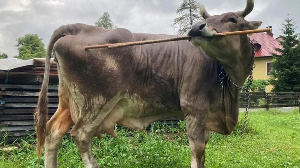 Meet the world's smartest COW! Brown Swiss named Veronika has worked out how to scatch her back with a stick - a sign of 'extraordinary intelligence'