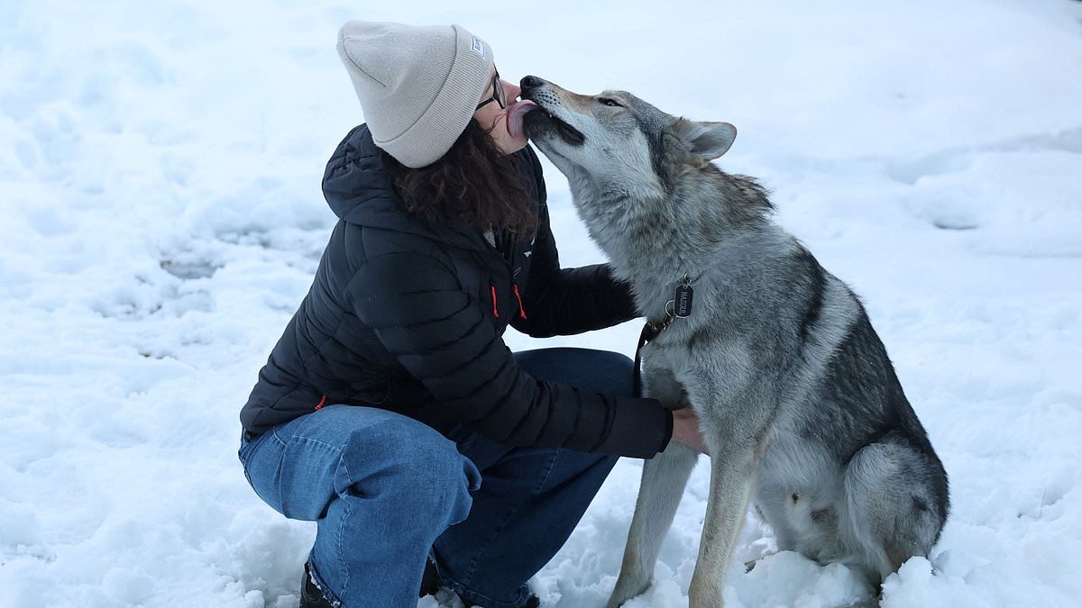 Owner only realised her dog had gatecrashed the Winter Olympics when she saw him cross finish line on TV - after he'd unlocked his cage and opened front door himself