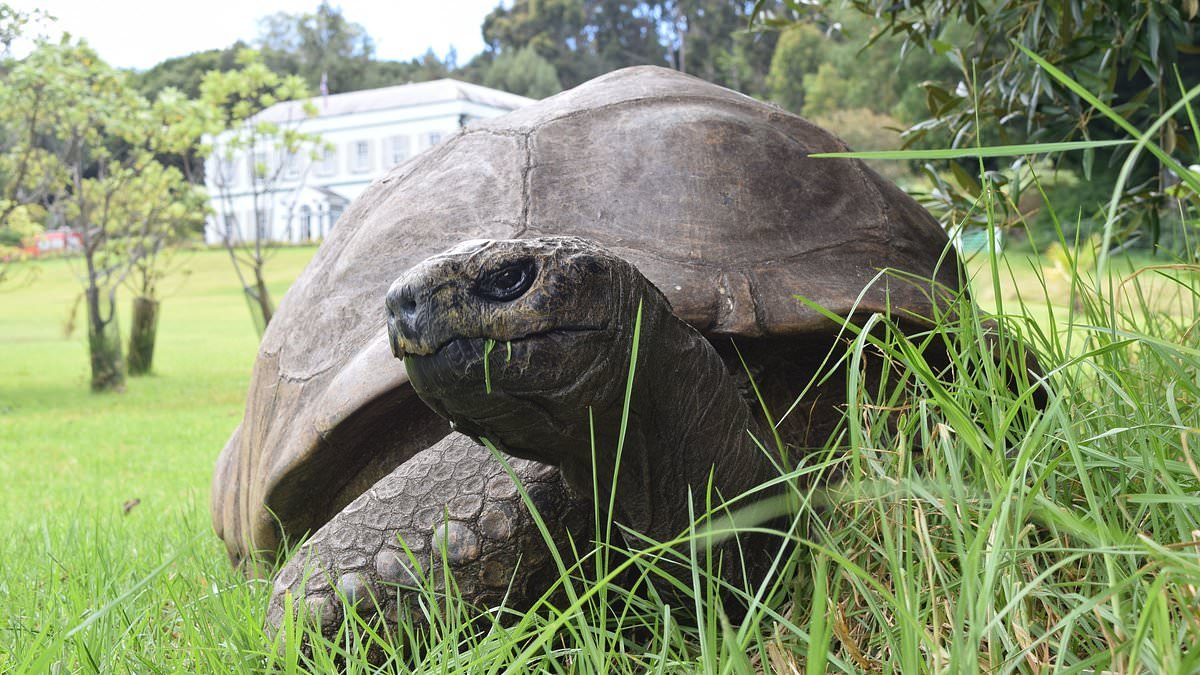 World's oldest known tortoise dies aged 193: Jonathan - who met the late Queen when she was a child - 'passes away peacefully'