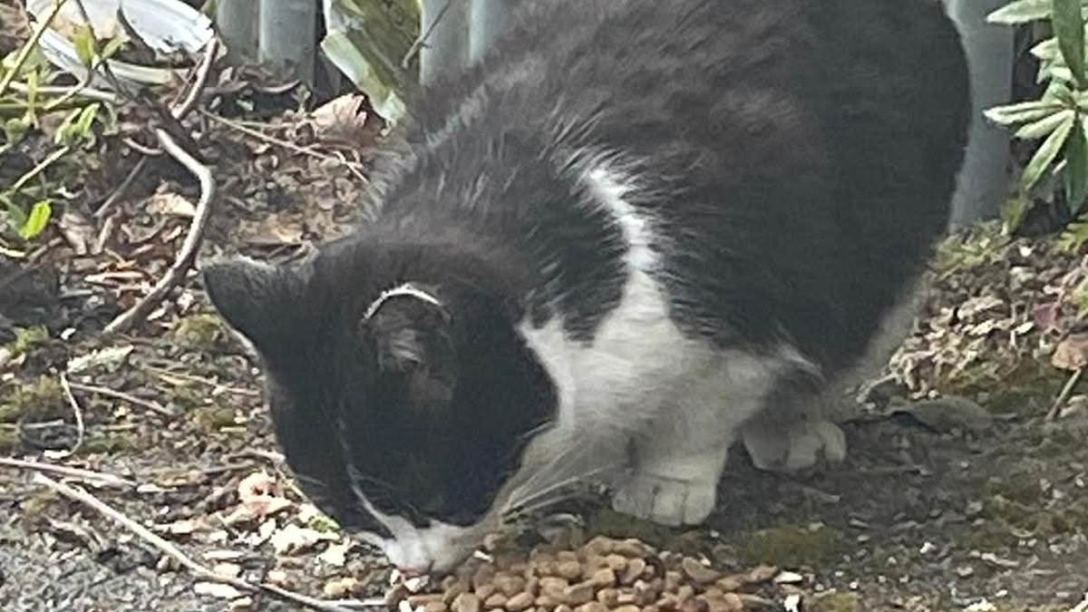 'Cat crazy' pensioner threatened with £2,500 fine for feeding 30 feral felines on an industrial estate - as business owners complain workers can't do their jobs and try to spray the moggies with bleach 
