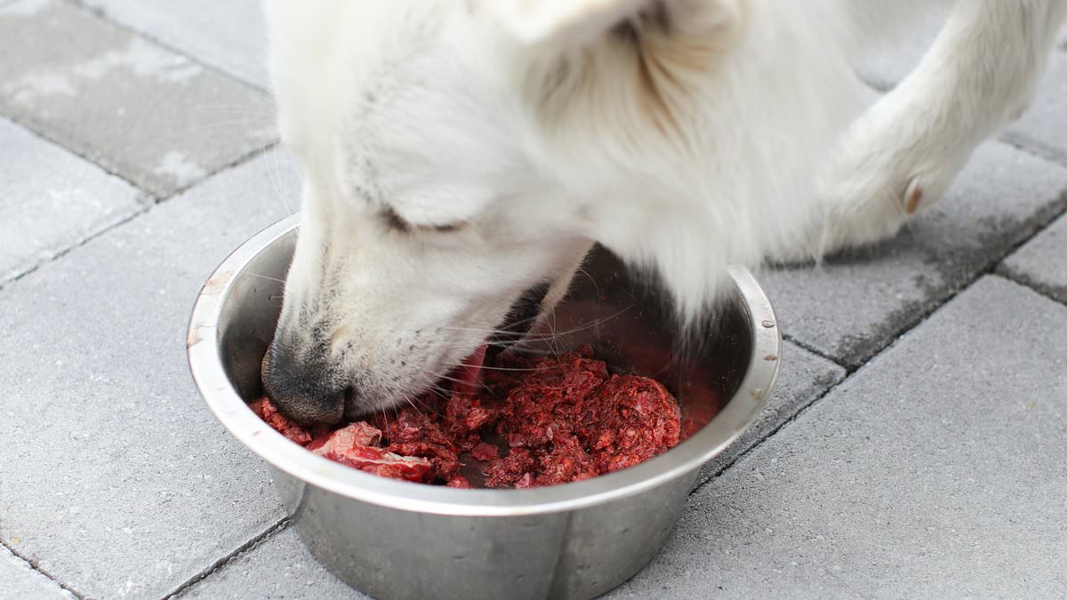Stop giving your dog steak! Pets fed on premium meat have a bigger carbon pawprint than their owners, experts warn