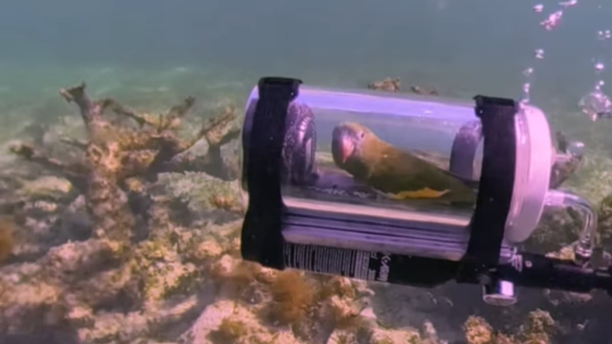Beak careful down there! Parrot goes viral for exploring the Bahamas in a custom-built SUBMARINE - as amazed viewers joke 'his friends are not gonna believe him'