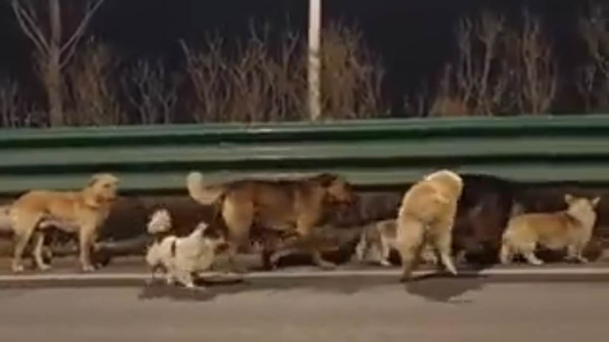 ​Seven stolen dogs escape Chinese meat factory and form 'band of brothers' to help each other walk ten miles home to their village