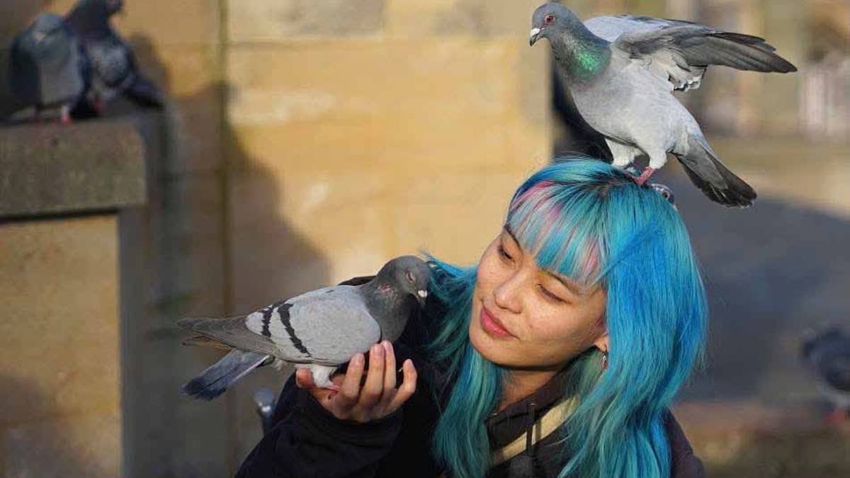 Norwich City Council could feed contraceptives to pigeons plaguing city centre after hawks fail to cull their numbers