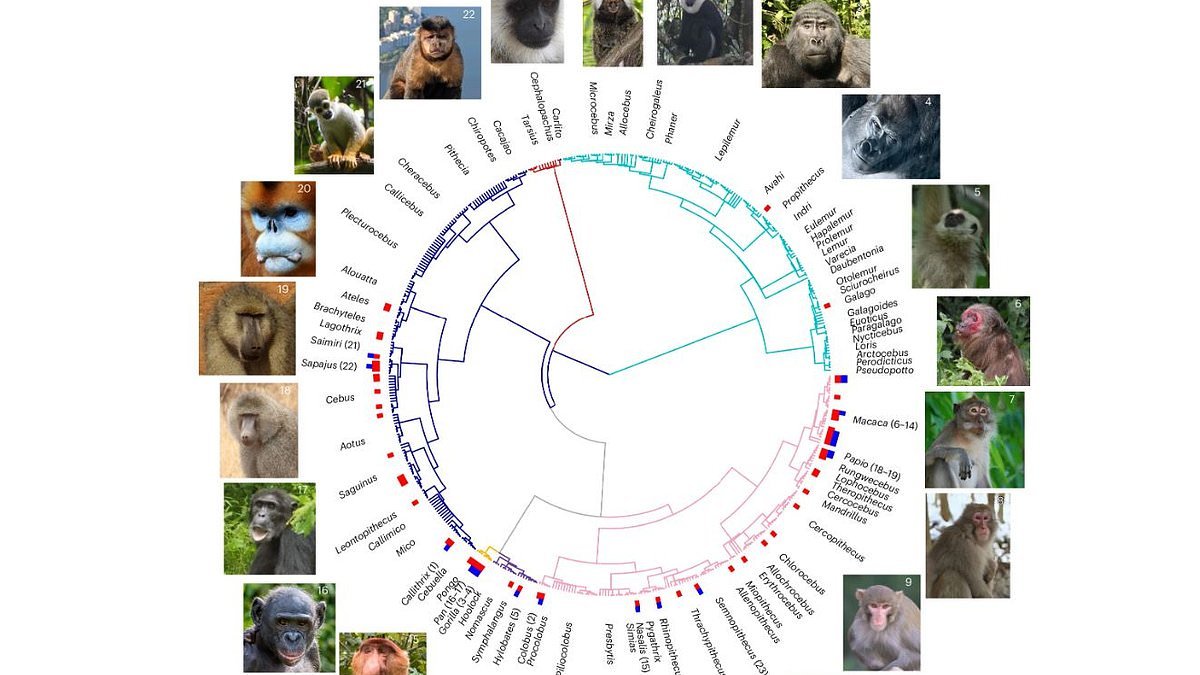 The science of homosexuality: Same-sex behaviour evolved in primates as a survival strategy, study claims
