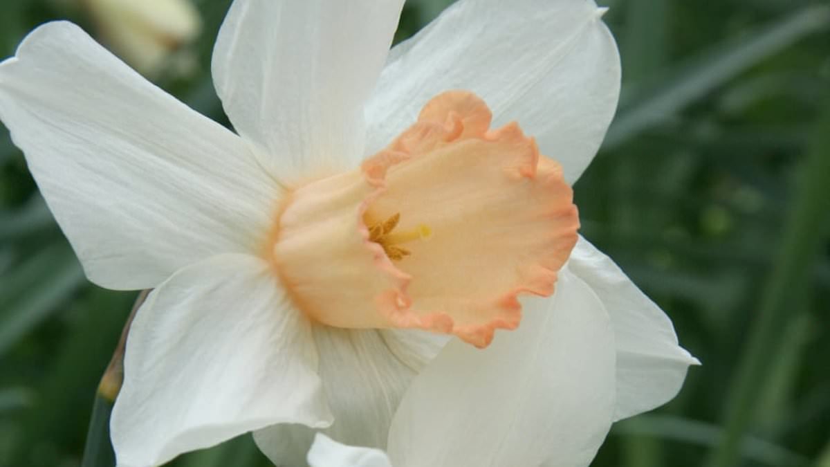 Have YOU got one growing in your garden? Brits are urged to check for a rare PINK daffodil - amid fears it's on the brink of disappearing forever