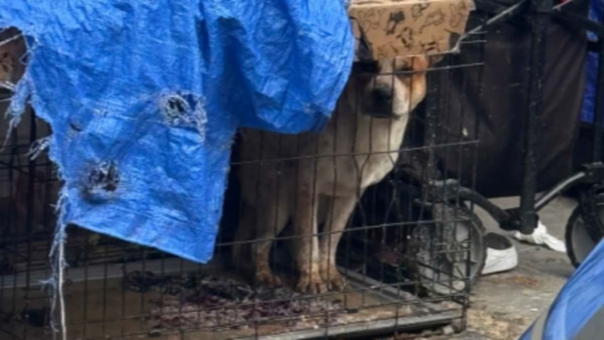 Horror as hundreds of dogs are starved and drugged on California's Skid Row while officials stay silent
