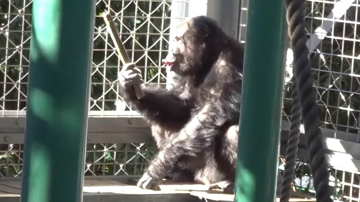 Chimp Bizkit! Incredible footage reveals how chimpanzees can sing and play the drums simultaneously - just like humans