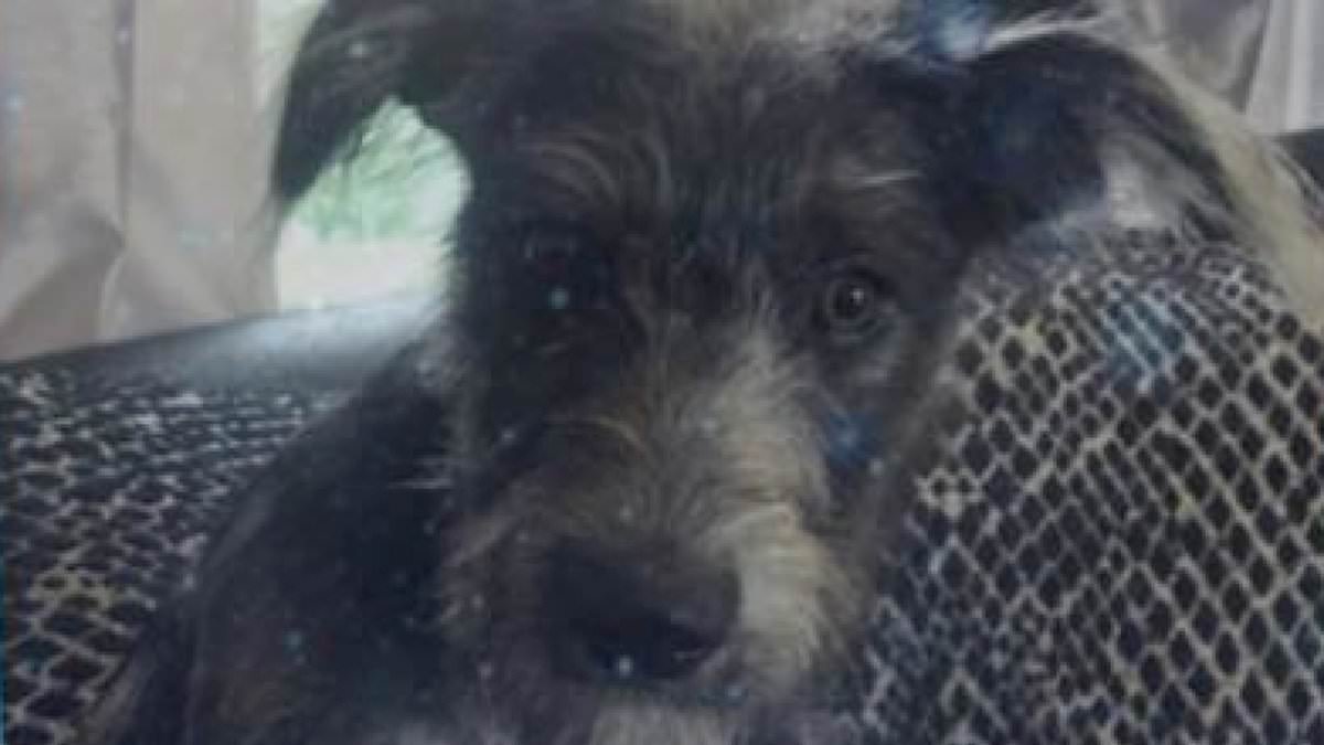 Revealed: The innocent-looking dog breeds that can turn DEADLY - after a teenager is killed by her 'soft' blue-merle lurcher