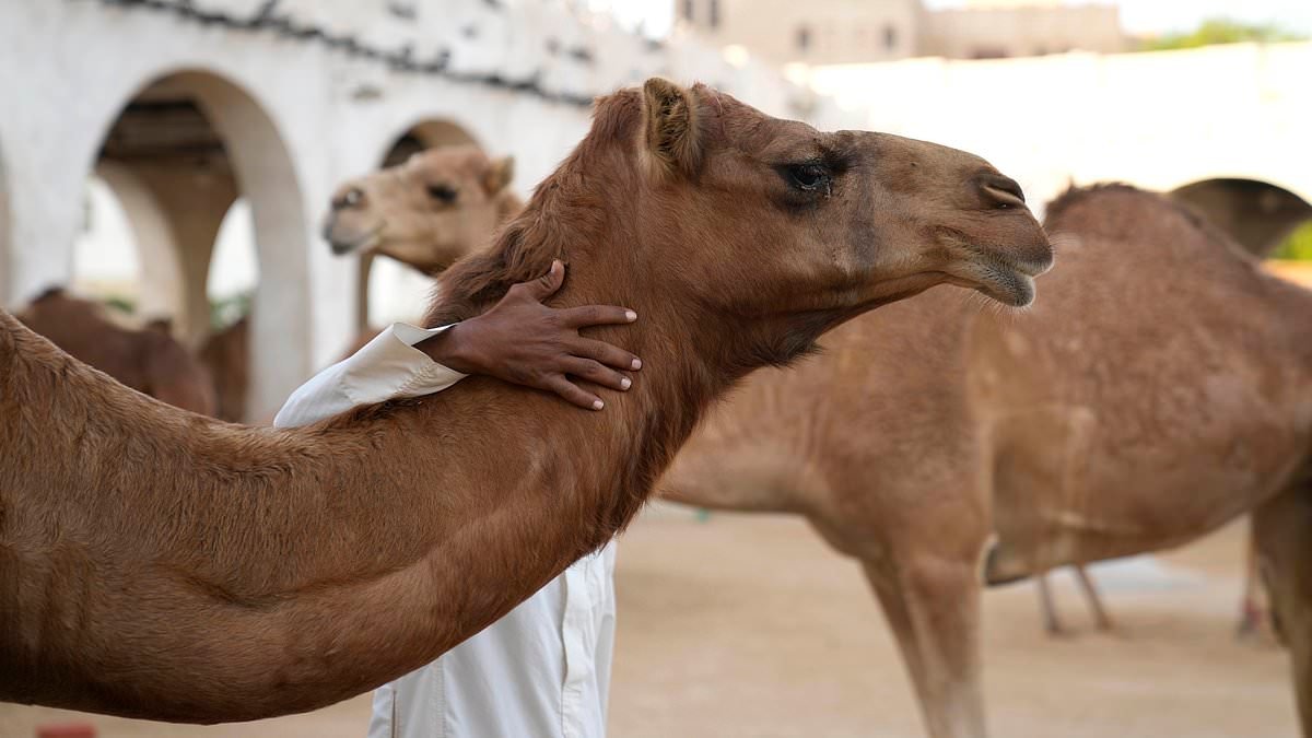 Beauty contest hits a hump! Twenty CAMELS are disqualified from pageant amid Botox scandal