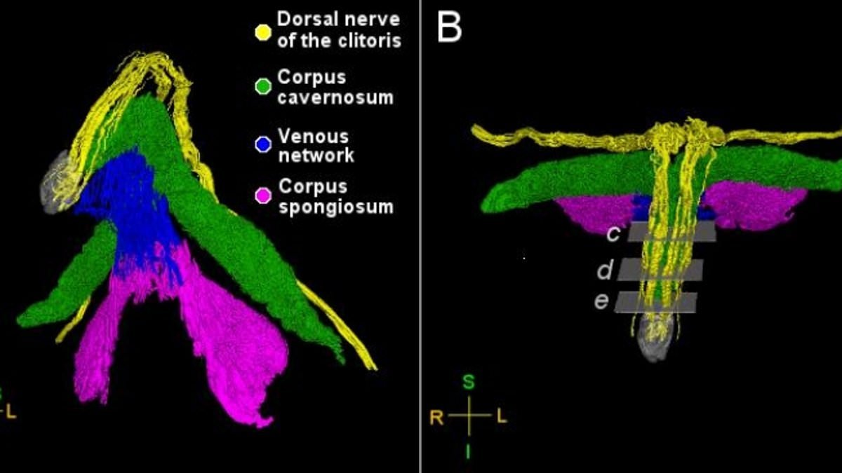 Scientists create the first EVER map of the clitoris - and it confirms the female sexual organ is even more sensitive than we thought