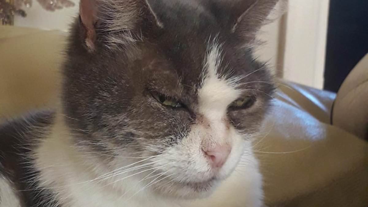 One cool cat! Man pays £16,000 to have dead pet feline cryogenically frozen at Swiss clinic - in hopes that he can one day bring her back to life