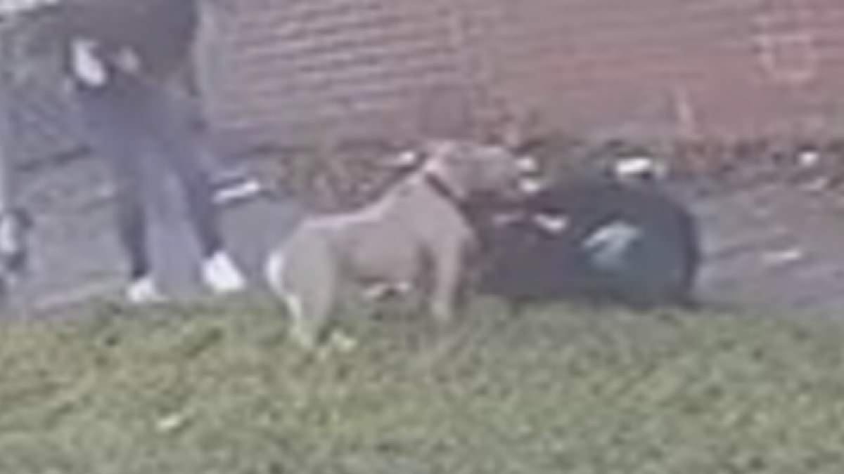 Moment woman is attacked by a 'Bully-type' dog and dragged to the ground multiple times: Man, 59, is arrested