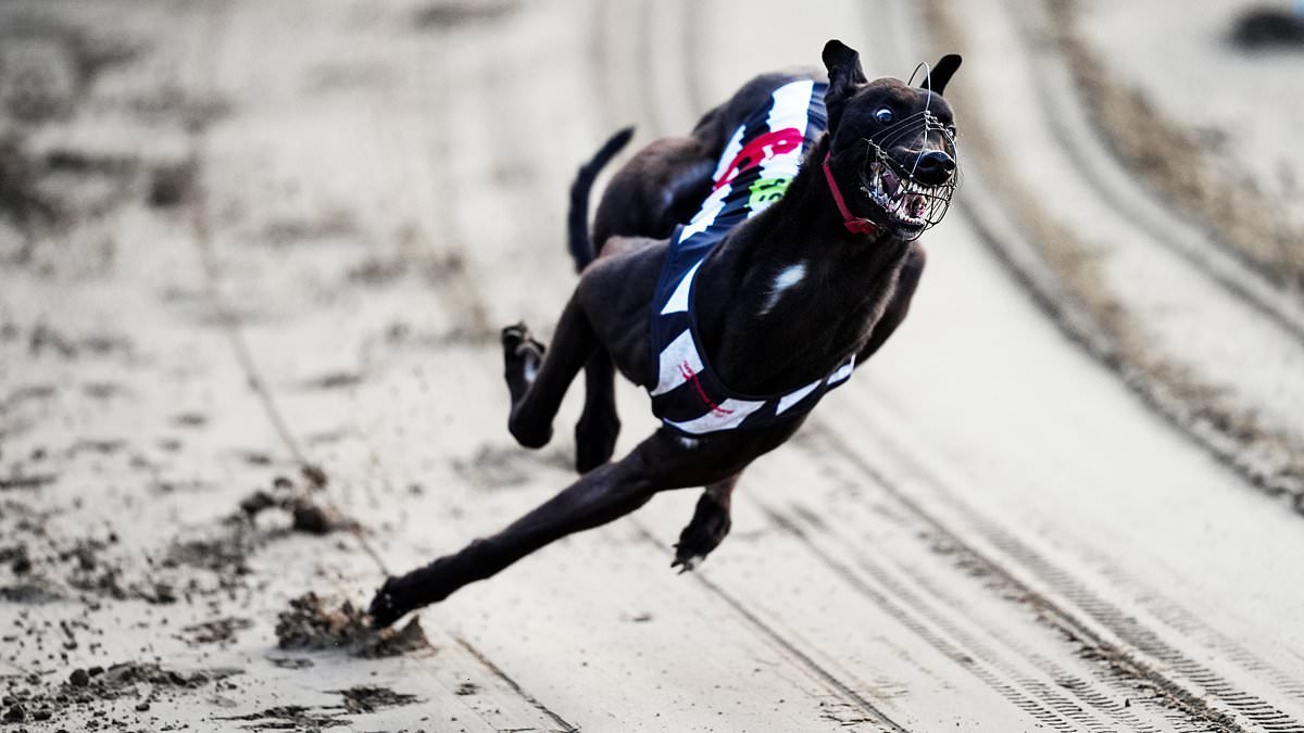 Is greyhound racing facing the end in UK? Pressure grows on English tracks after vote to end sport in Scotland and ban in Wales