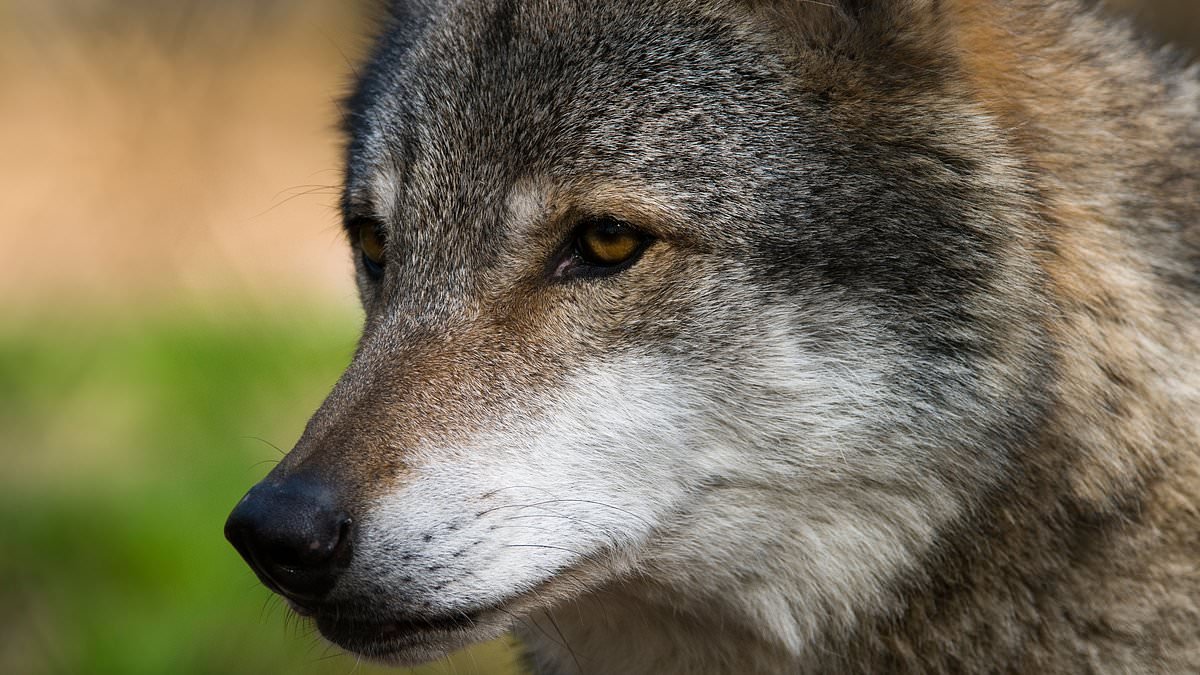 Wolf bites woman in the face in Hamburg shopping street