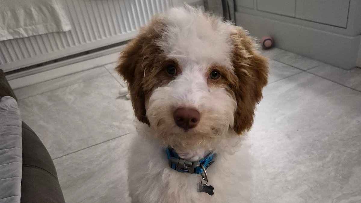 A furry-tail ending: The incredible recovery of 250 poodles left to die in their own filth (but Stevie and Sandy still need new homes)