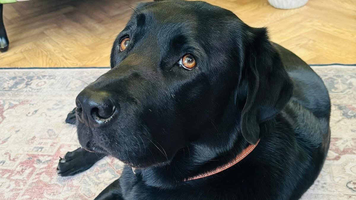 Couple cancel spring wedding as they face £20k vet bill to cover life-saving cancer treatment for beloved Labrador