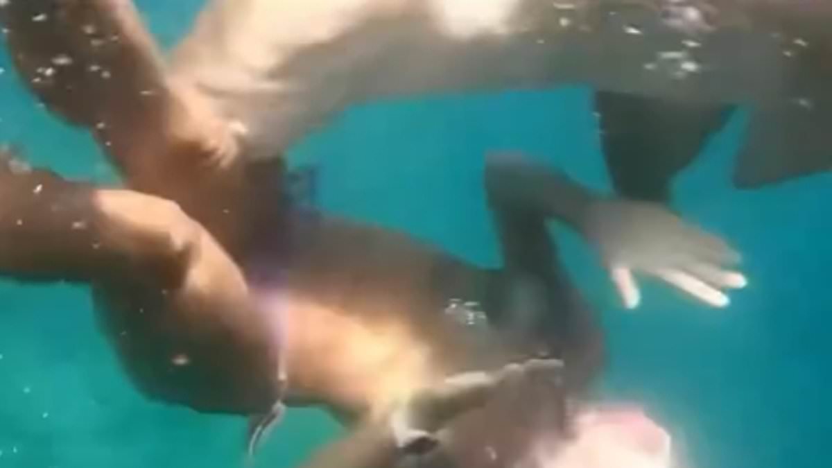 Moment shark attacks snorkeller leaving her with gruesome injuries during freedive in Brazil