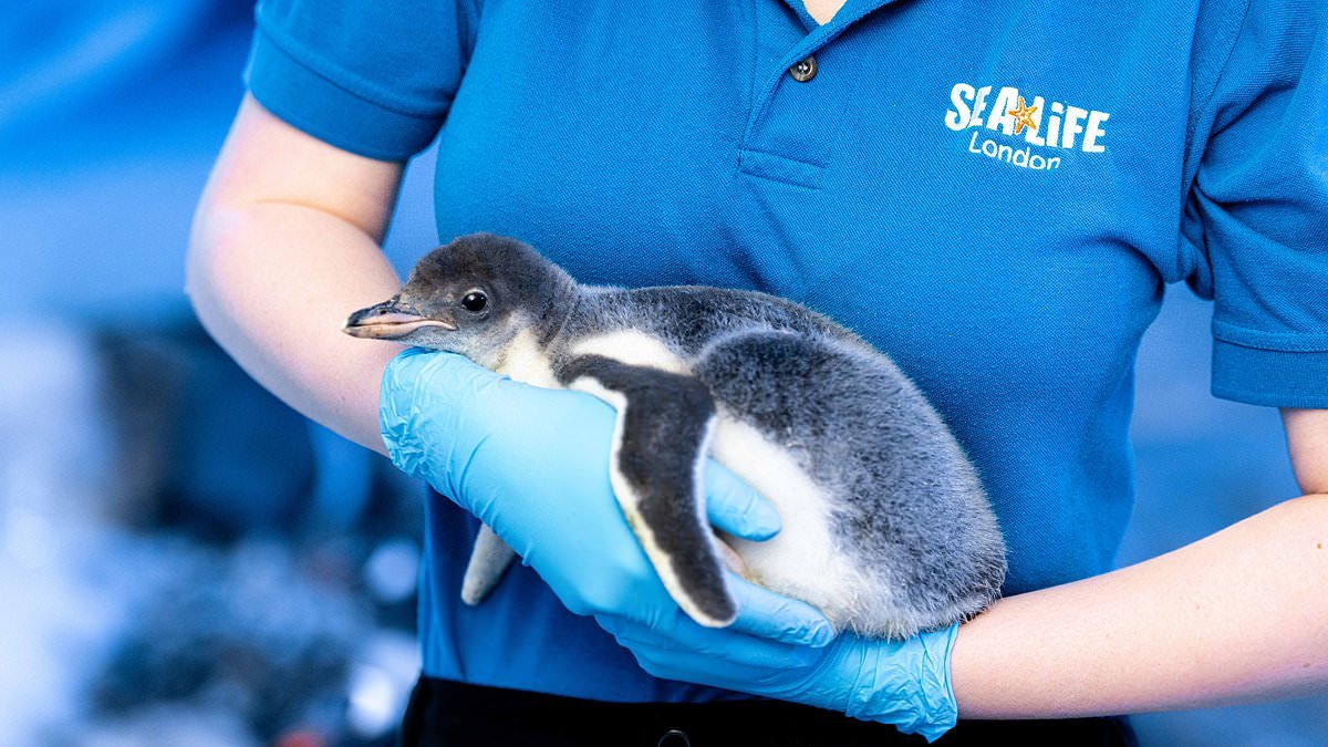 Hope for London Aquarium penguins that are 'trapped in basement with no sunlight or fresh air'