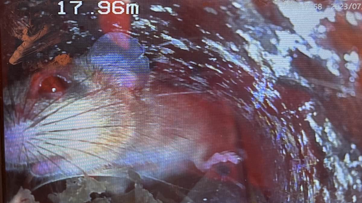 Rats scupper rescue bid for London broadband provider £300million in debt because repairing rodent-bitten fibre-optic cables would cost too much