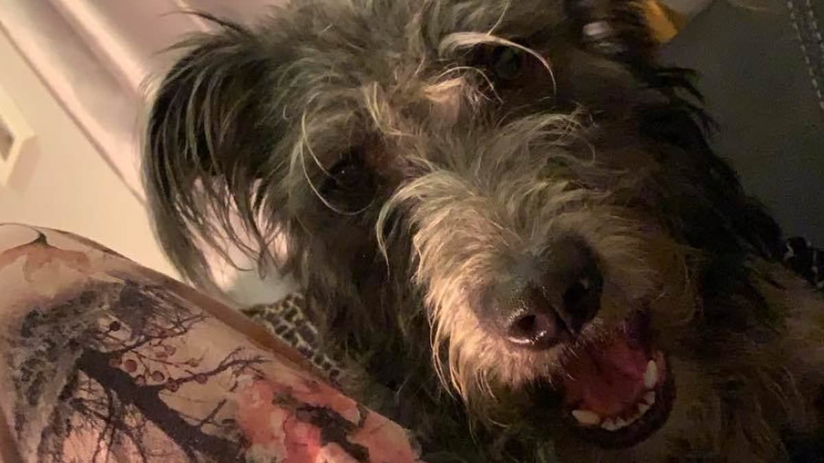 Pictured: 'Softest' dog which mauled its teenage owner, 19, to death as father reveals moment he found his daughter fatally injured