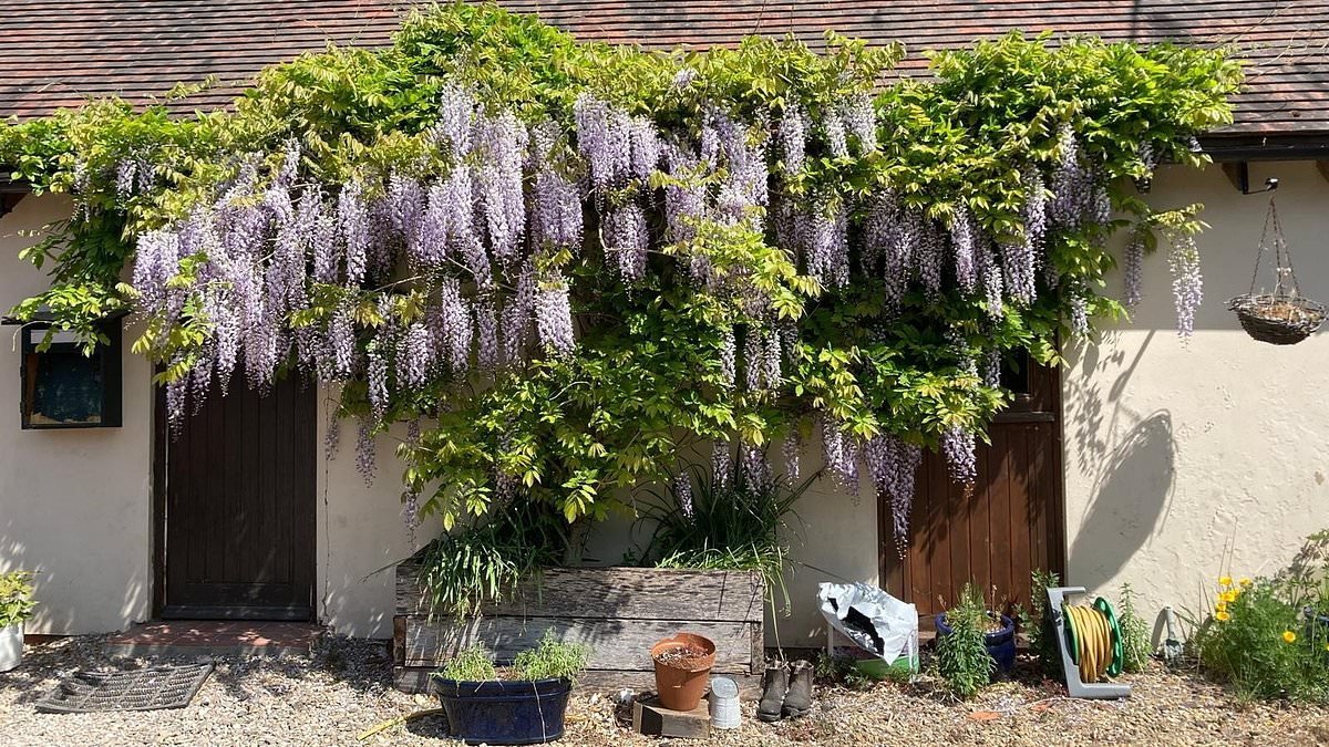 Oxford research nurse is ordered to cut back wisteria on historic home over claims RATS are climbing up it and into neighbouring homes