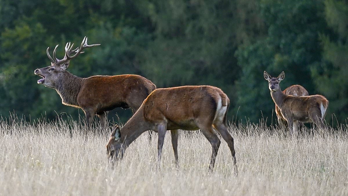 British red deer could face the same fate as red squirrels, experts warn - as they are being outcompeted by a hardier, more aggressive invasive species