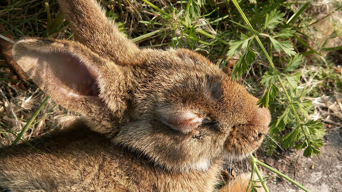 Rabbit plague from China will wipe out 90 per cent of wild UK population, says expert
