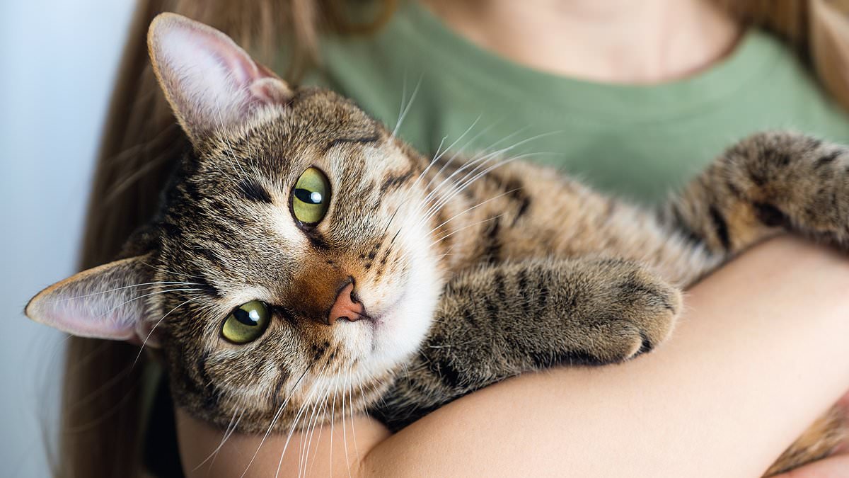 Pets at Home narrows sales decline after slashing prices