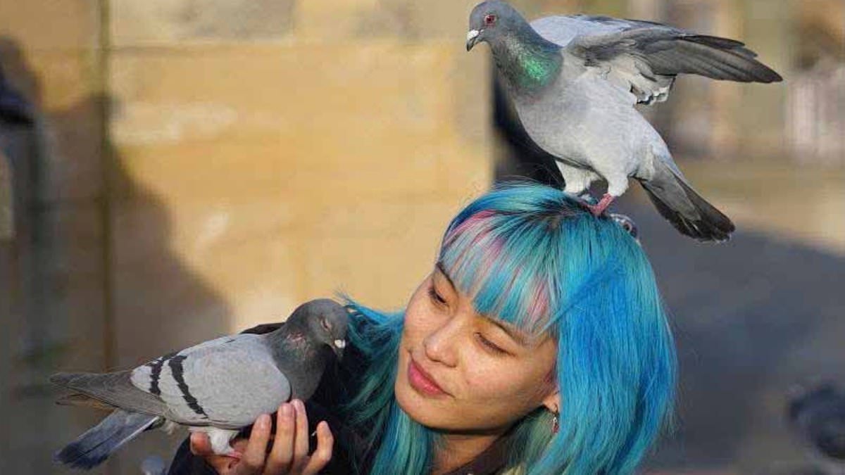 Council hawks fail to stop plague of pigeons in town centre after residents give the unwanted birds 'industrial amounts of feed'
