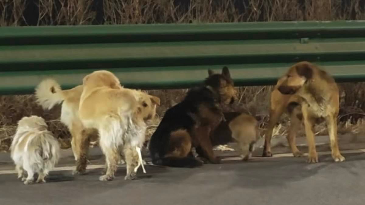 World gripped by seven stolen dogs who escaped Chinese meat factory and moved in military-style formation to help each other walk ten miles home