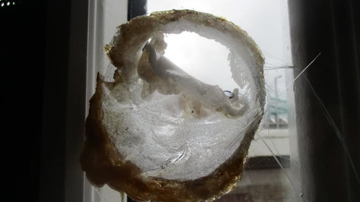 Jail bosses are spending up to 11 YEARS fitting drone-proof windows and leaving scanners unrepaired for months as drugs continue to flood into prisons, watchdog warns