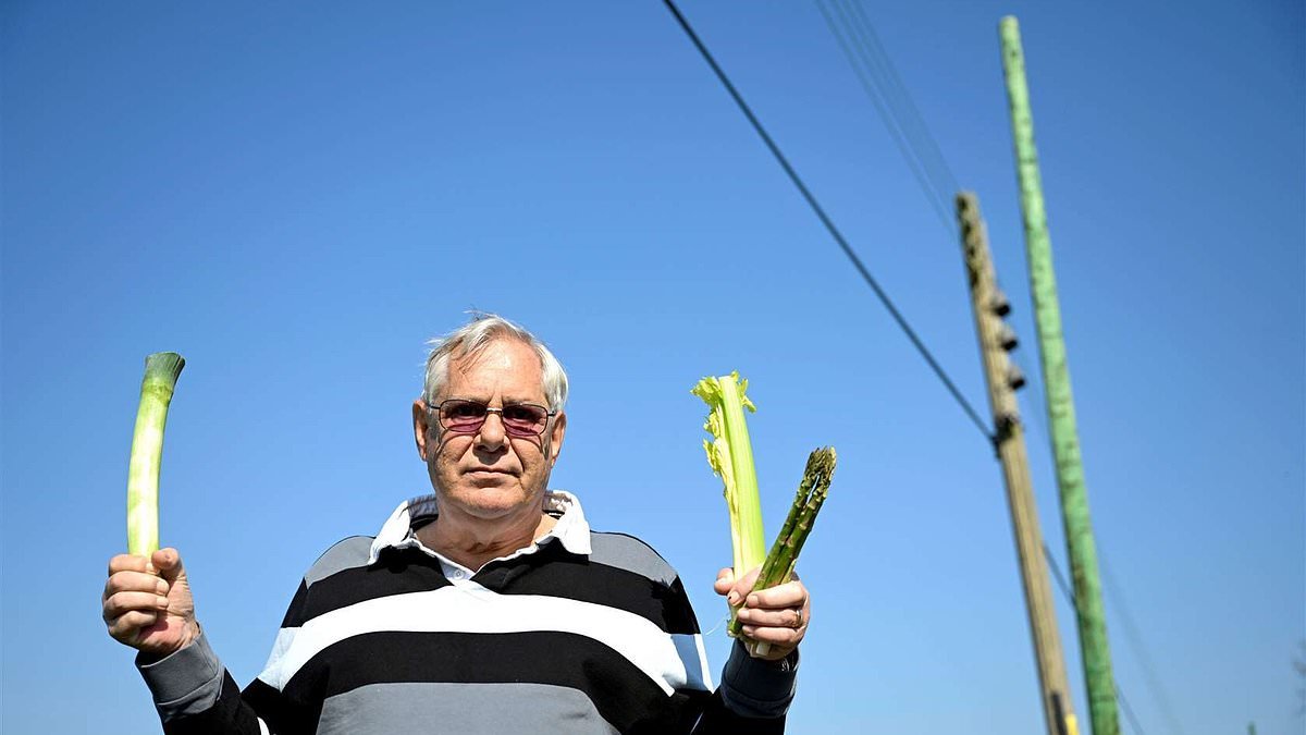 Residents left bemused after green telegraph poles which look like 'sticks of celery' are installed