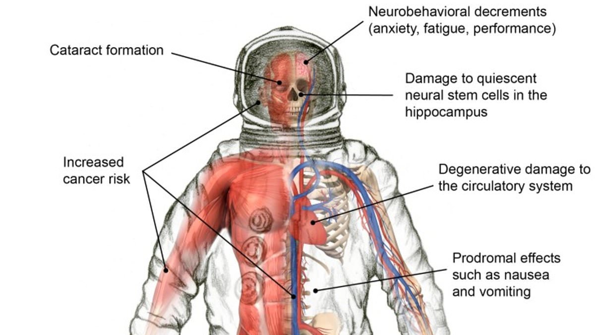 The shocking things 10 days in space does to the human body: As NASA's Artemis II astronauts prepare to blast off to the moon, experts reveal how they'll be ravaged by the void