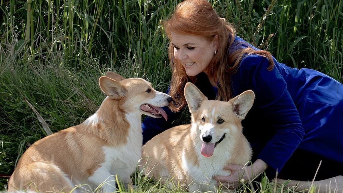 Fergie's plot to clone the Queen's corgis for reality TV: Just when you thought ex-Duchess couldn't sink any lower, we reveal the extraordinary plan to sell genetic replicas of the monarch's beloved pets