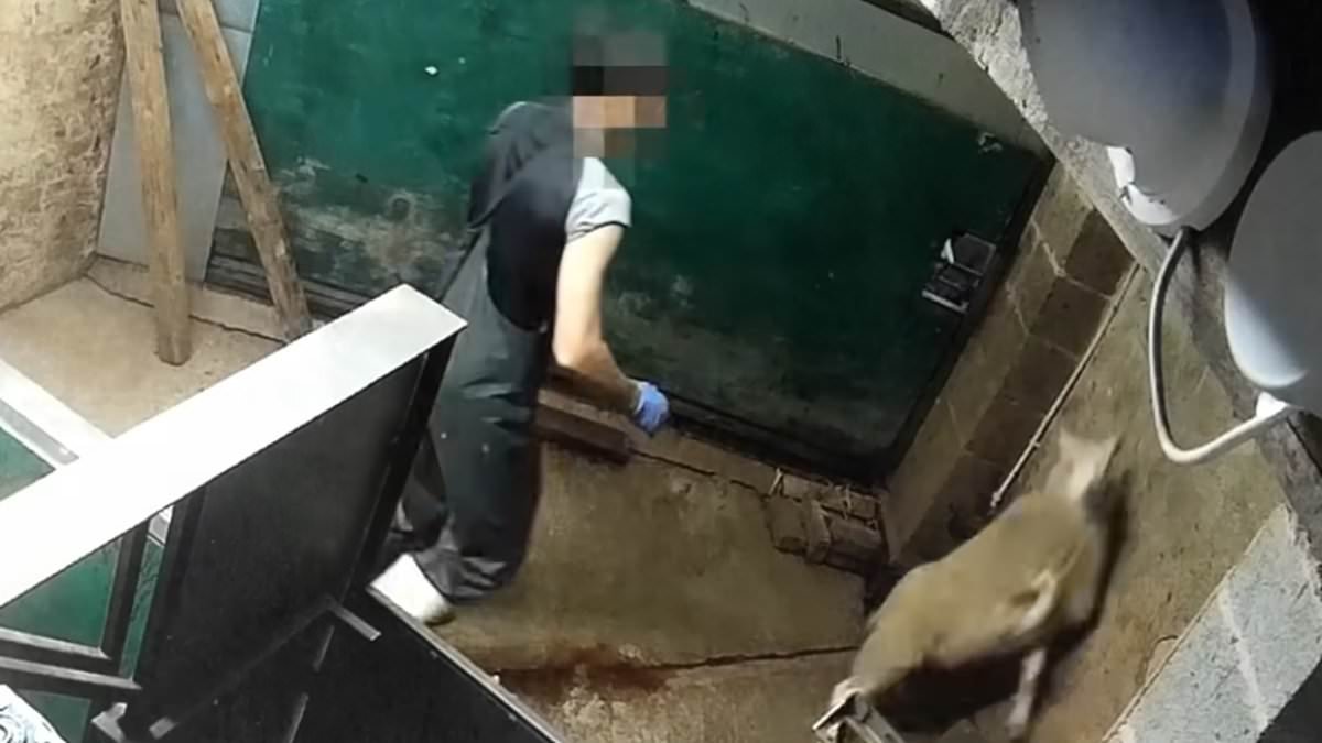 The horrific halal slaughter video and a troubling question: As we reveal 200m animals a year are killed by having their throats cut while still conscious, how so many are eating it without realising. Special report by SUE REID