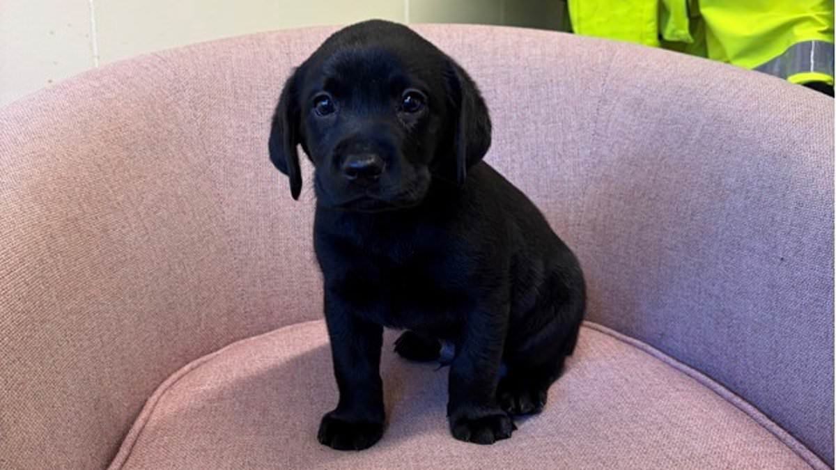 Family is reunited with their six-week-old puppy after hunting down dog-napper and finding the stolen Labrador 170 miles away