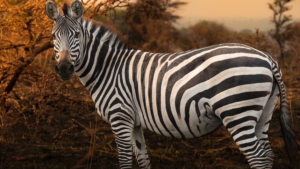 Can a safari ever be ethical? Kenya expert reveals red flags tourists should look out for on a Big Five adventure, saying: 'Wildlife doesn't need fame. It needs space'