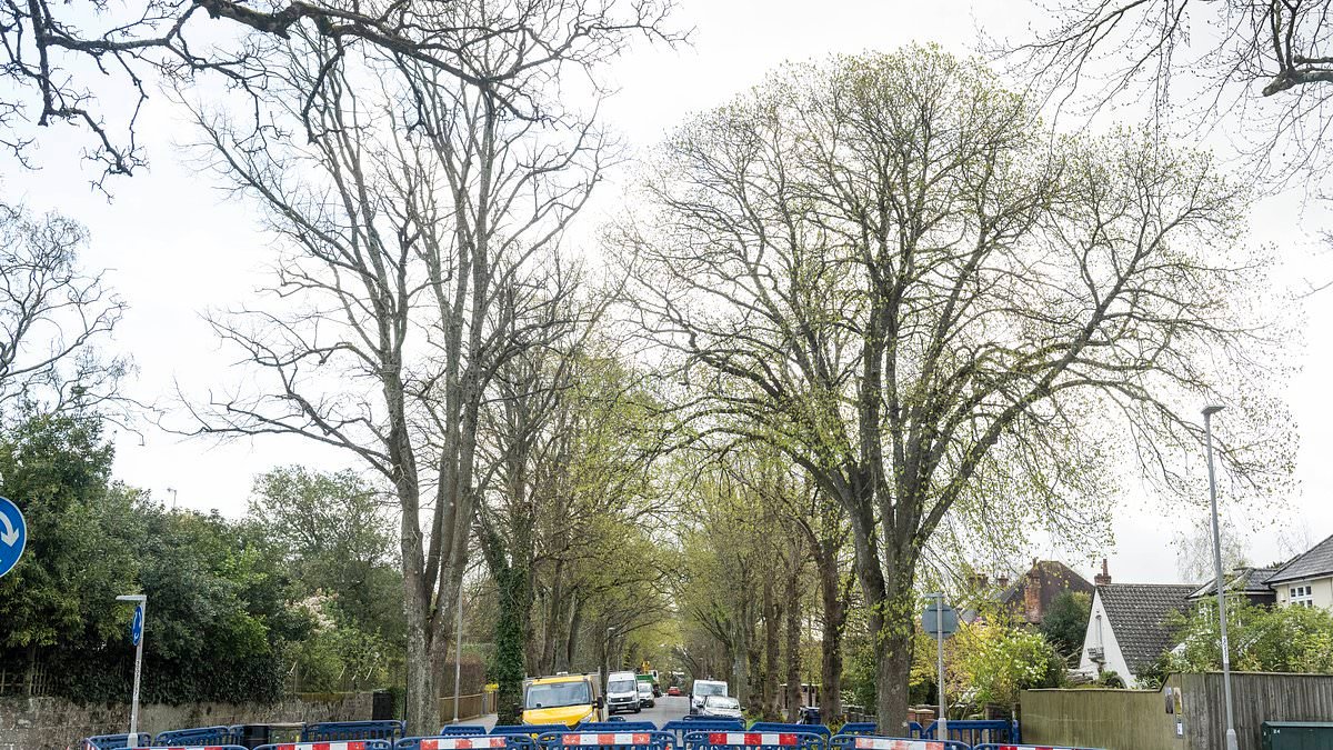 Council that declared climate emergency in bid to 'recover' nature is forced to apologise after felling historic lime tree