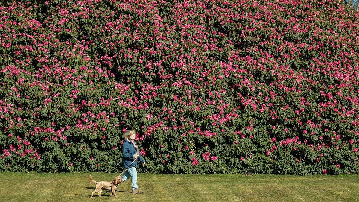 Blooming heck! England's largest rhododendron is flowering - and now as big as TEN double-decker buses