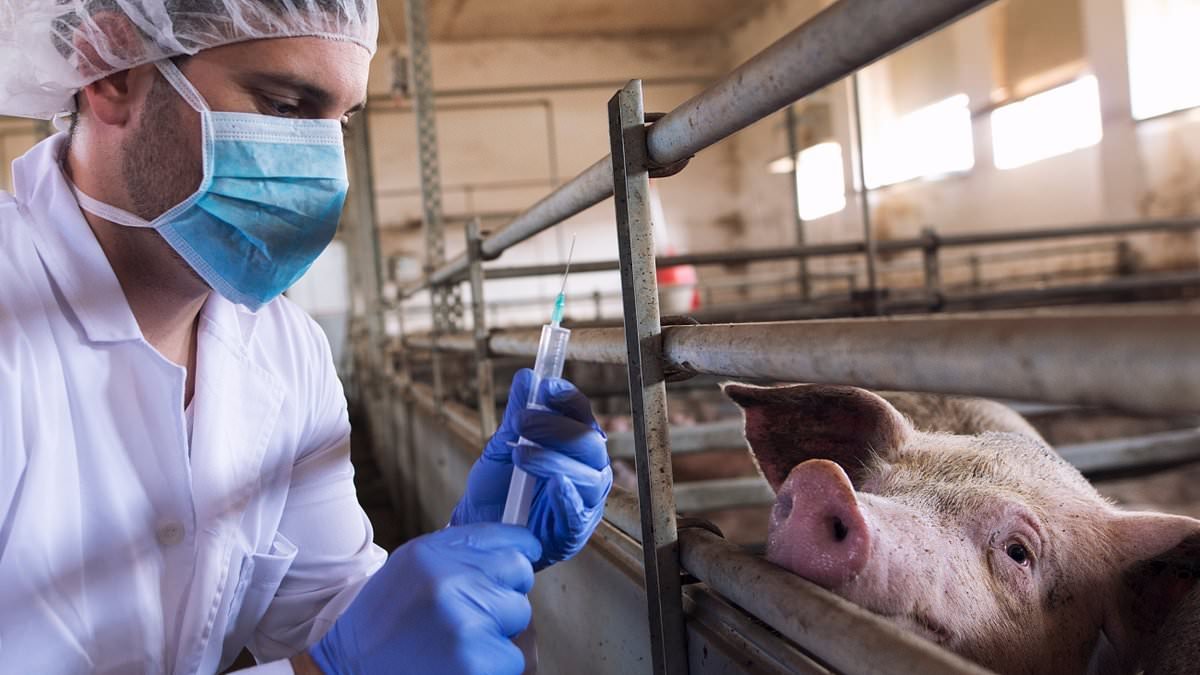 Swine flu alert as Spanish health chiefs report person-to-person infection - chilling echo of 2009 pandemic