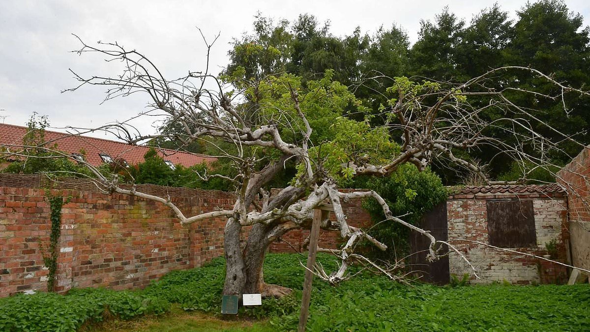 Community rocked to its core over the future of the original Bramley apple tree