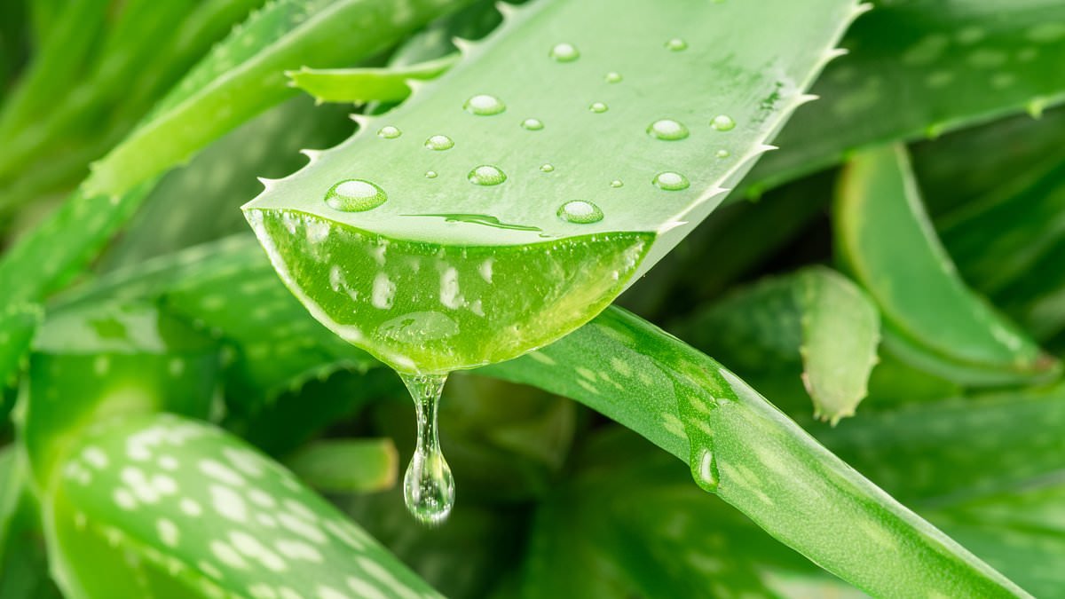 Aloe vera could be secret weapon in fighting Alzheimer's disease, finds encouraging new study