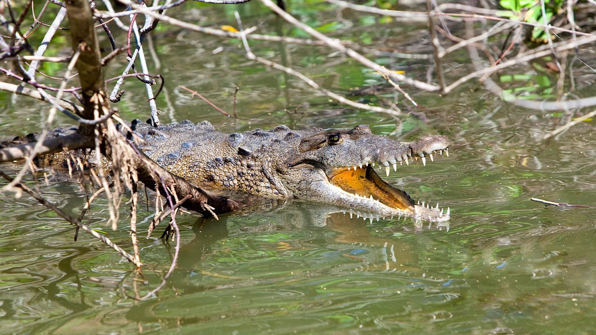 Man fleeing elephants is killed by crocodile