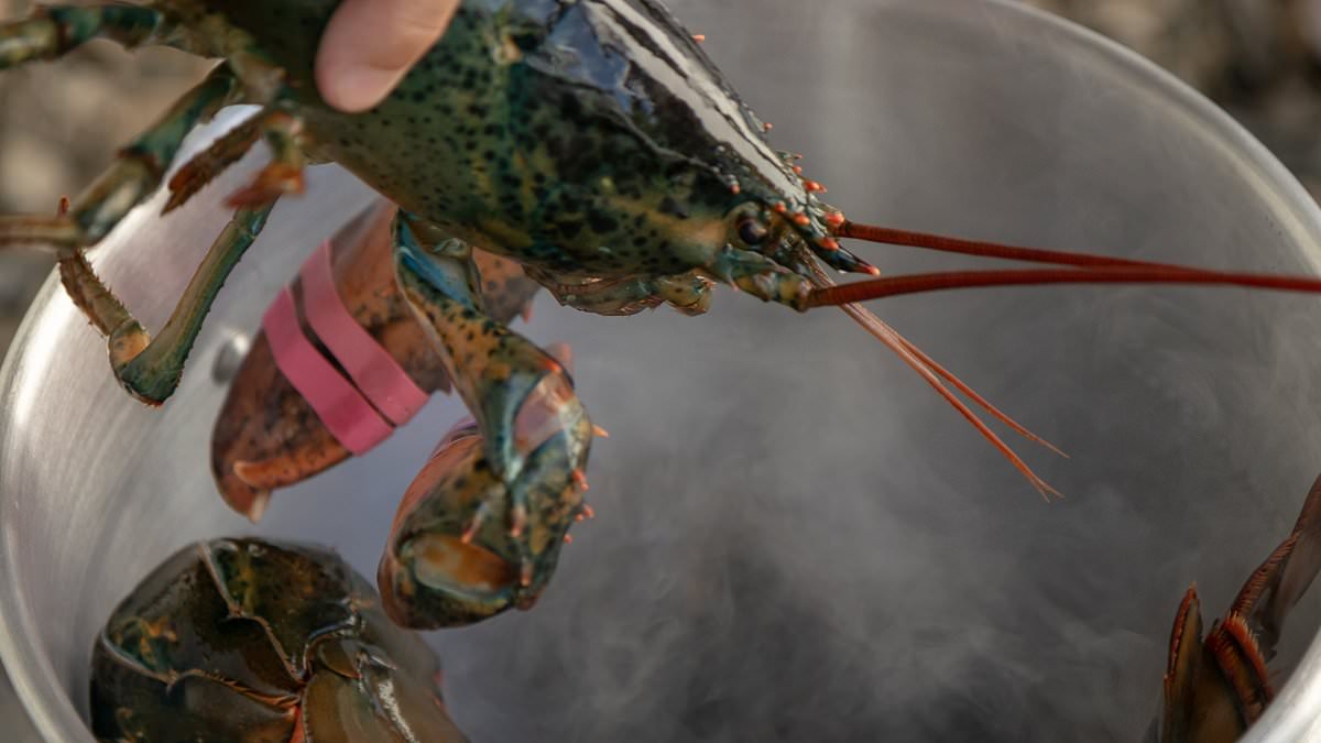 Scientists call for an immediate BAN on boiling lobsters alive - as study confirms crustaceans can feel pain