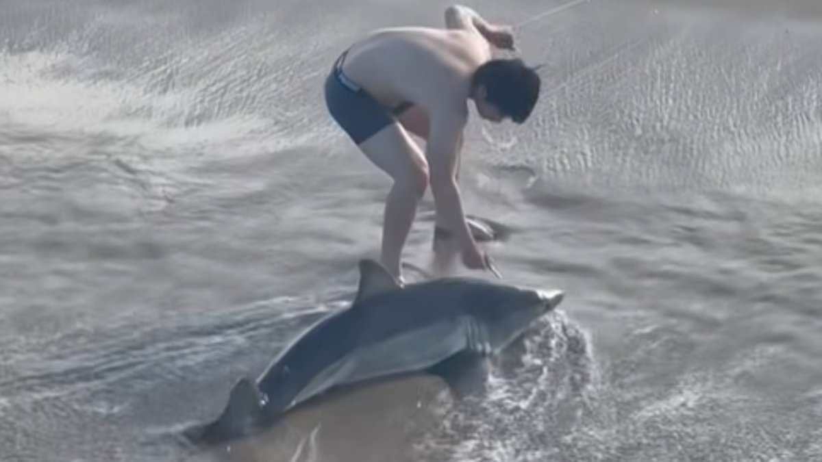 Jaw-clenching moment fisherman, 20, wrestles with GREAT WHITE SHARK on California beach