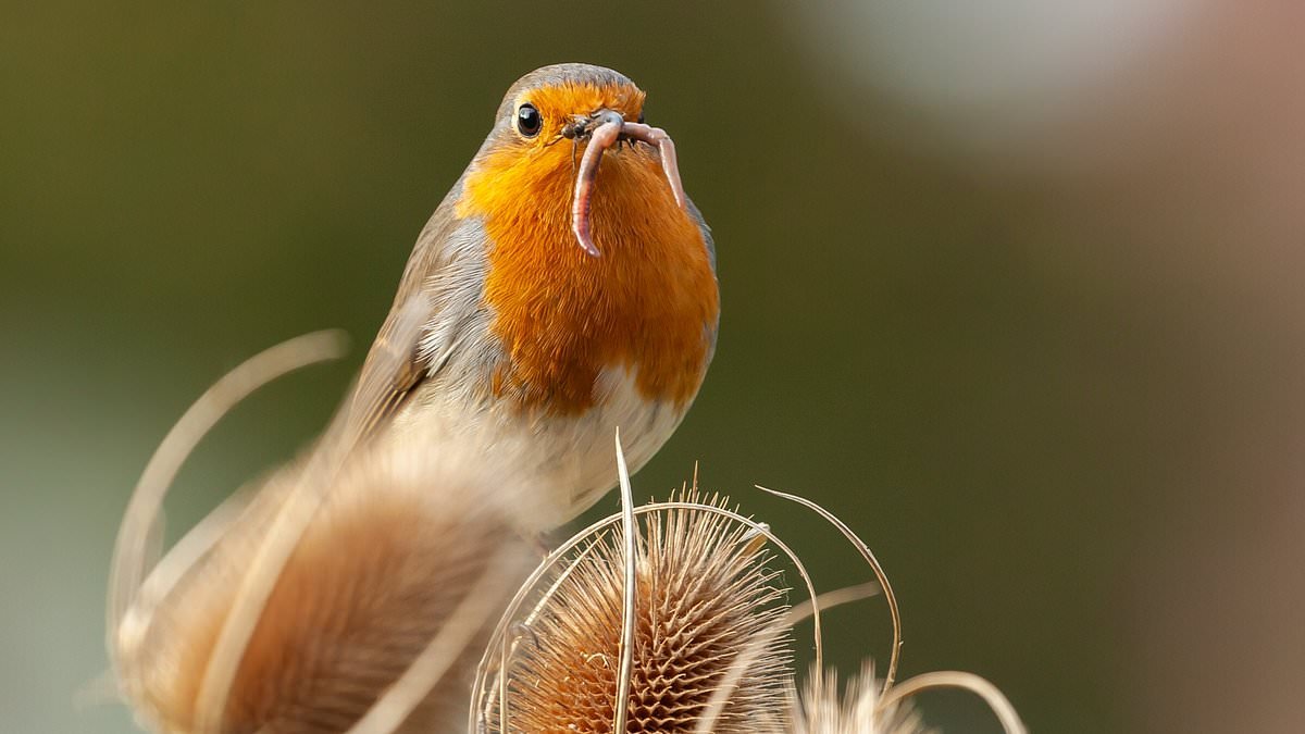 Does it pay to be an early bird Isa investor? Why racing to use up your new tax allowance is worth doing