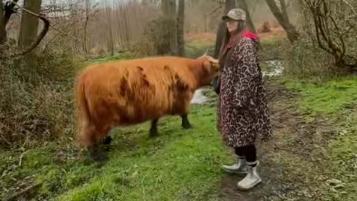 Highland cows are forced to go into hiding after surge in Instagram-obsessed visitors trying to 'get that viral selfie'