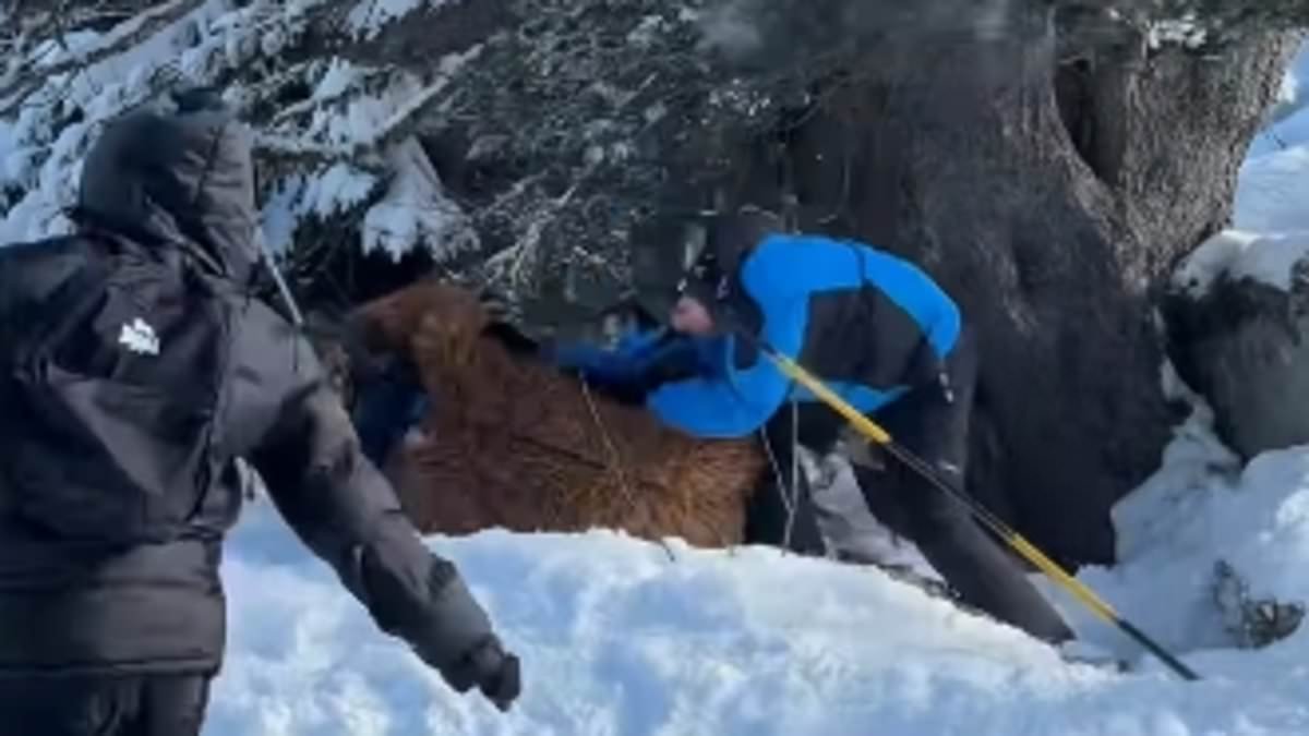 Moment skier dressed as Chewbacca is brutally beaten and stamped on in mass brawl over snowball attack at top French mountain resort