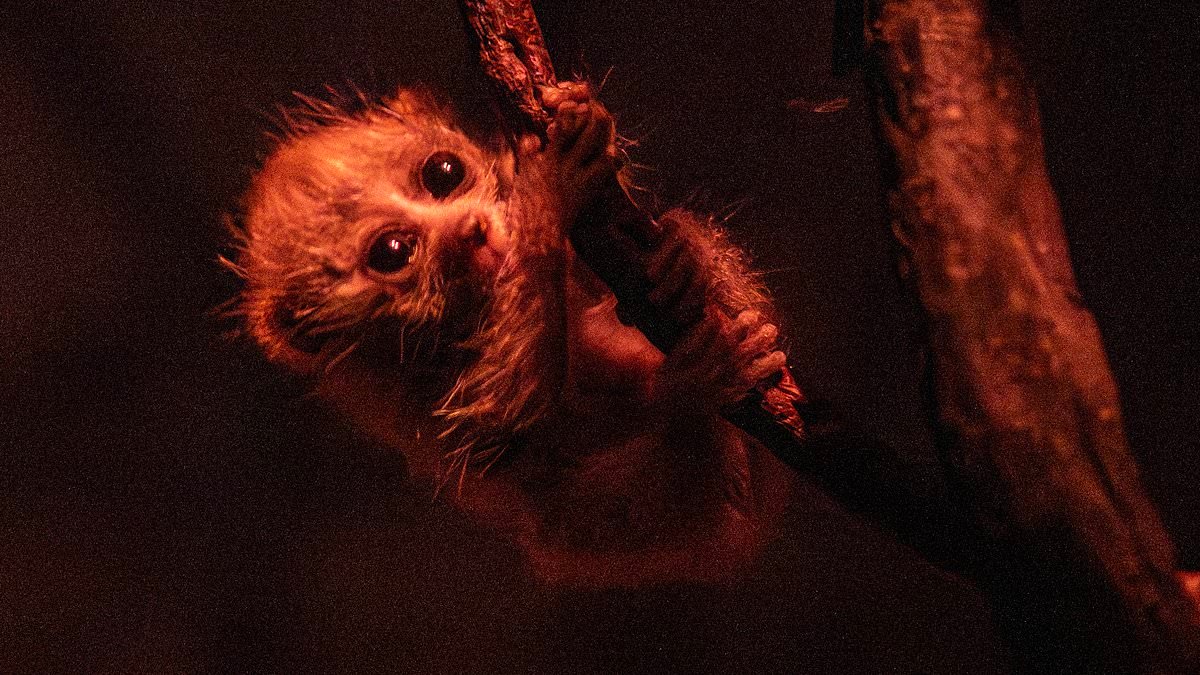 Move aside, Moo Deng! Adorable baby pygmy slow loris is the latest internet sensation - as one enamoured fan jokes it's 'basically 50% eyeballs'